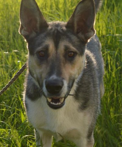 Лот: 5703251. Фото: 1. Пёсман. Собаки, щенки