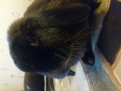 Лот: 4518396. Фото: 1. кролик. Остальные животные