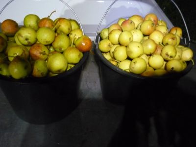 Лот: 19389262. Фото: 1. Три ведра груш по 12л, цена за... Овощи, фрукты, зелень