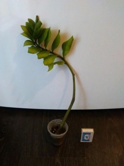 Лот: 8255820. Фото: 1. Укорененный лист Замиокулькаса. Горшечные растения и комнатные цветы