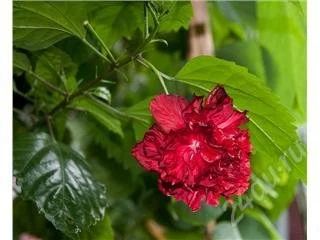 Лот: 48365. Фото: 1. Гибискус. Горшечные растения и комнатные цветы