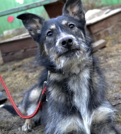 Лот: 3928578. Фото: 1. малышка Бэйби (7мес.). Собаки, щенки