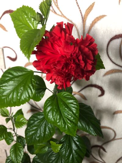Лот: 18901191. Фото: 1. Роза китайская - гибискус. Горшечные растения и комнатные цветы