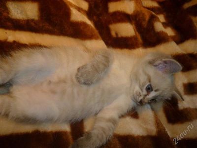 Лот: 1298270. Фото: 1. Тайская кошка. 1 месяц, дарю... Кошки, котята