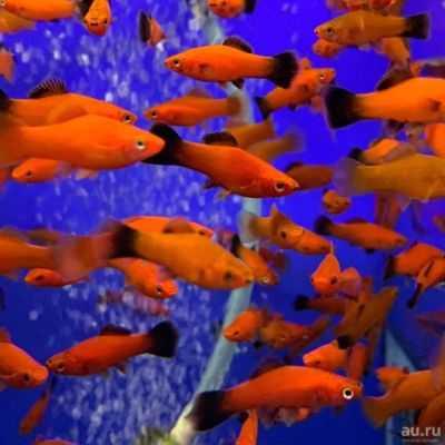Лот: 15559209. Фото: 1. Меченосец ассорти (лат. Xiphophorus... Рыбки