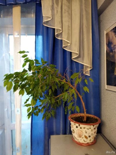 Лот: 13741253. Фото: 1. Фикус Бенджамина. Горшечные растения и комнатные цветы