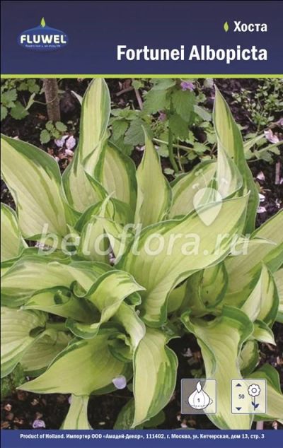 Лот: 15769077. Фото: 1. Хоста Fortunei Albopicta, 1 корень. Садовые цветы