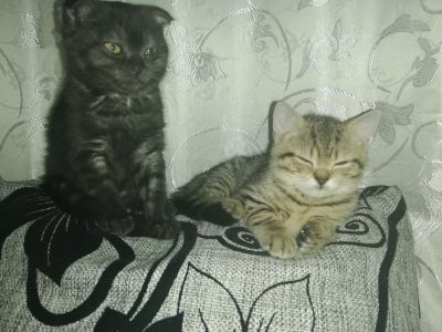 Лот: 15310174. Фото: 1. Британцы. Кошки, котята