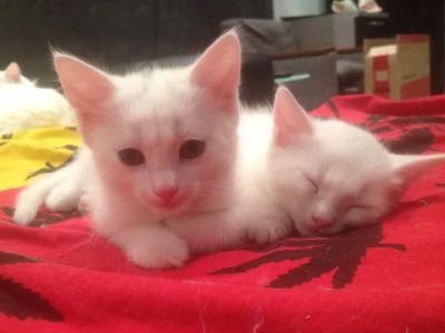 Лот: 3623665. Фото: 1. Белейший Котёночек. Кошки, котята