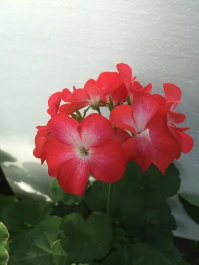 Лот: 6005843. Фото: 1. Пеларгония Ред Пикоти (цветущее... Горшечные растения и комнатные цветы