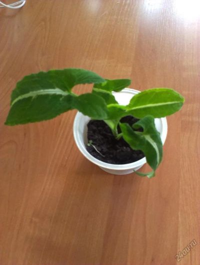 Лот: 5478299. Фото: 1. Бархатный сингониум. Горшечные растения и комнатные цветы