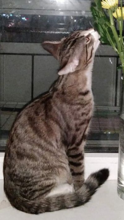 Лот: 18933906. Фото: 1. Котик сибирский гладкошерстный... Кошки, котята