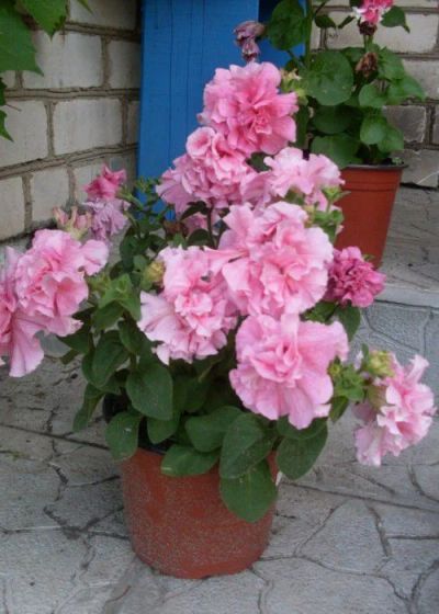 Лот: 7539942. Фото: 1. Петуния Орхид мист. Садовые цветы