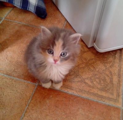Лот: 6247251. Фото: 1. Кошечка ищет хозяев. Кошки, котята