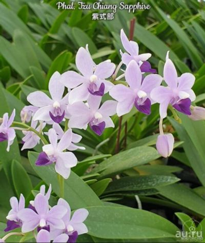 Лот: 17820470. Фото: 1. Орхидея Фаленопсис 277(сорт Сапфир... Горшечные растения и комнатные цветы