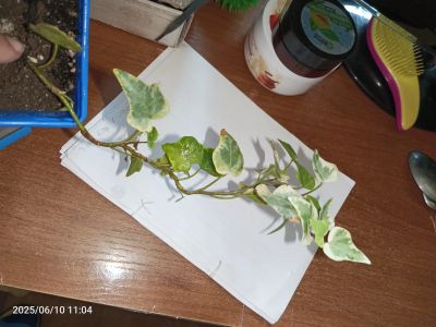 Лот: 25508455. Фото: 1. Плющ растение хедера. Горшечные растения и комнатные цветы