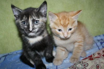 Лот: 818126. Фото: 1. Котята рыжые и черно-рыже-белые. Остальные животные