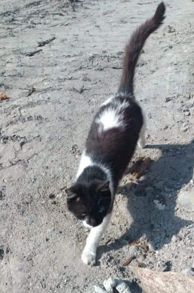 Лот: 20822564. Фото: 1. Кошка. Кошки, котята