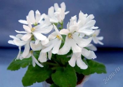 Лот: 942595. Фото: 1. Фиалка Lunar Lily - детка. Горшечные растения и комнатные цветы