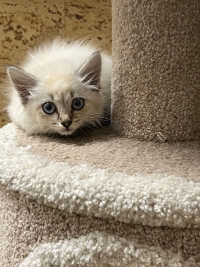 Лот: 20754531. Фото: 1. Котёнок 2 месяца. Кошки, котята