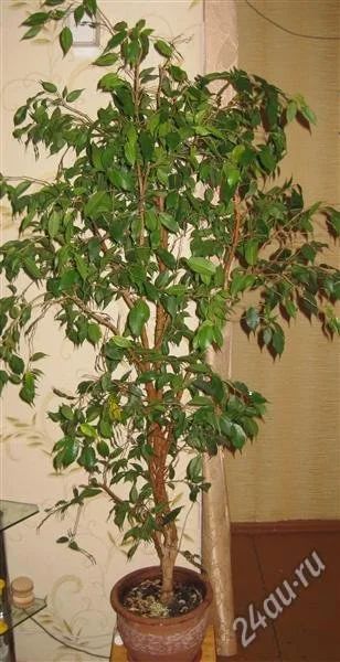 Лот: 2117317. Фото: 1. Фикус Бенджамина большой. Горшечные растения и комнатные цветы