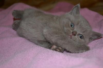 Лот: 3426012. Фото: 1. Бриташка:). Кошки, котята