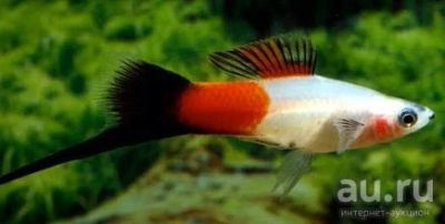 Лот: 16201098. Фото: 1. Меченосец «Монарх» (Xiphophorus... Рыбки