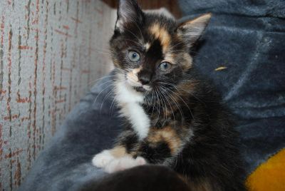 Лот: 3328930. Фото: 1. Комочек счастья. Кошки, котята