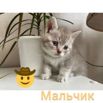 Лот: 21450356. Фото: 1. Котёнок. Кошки, котята