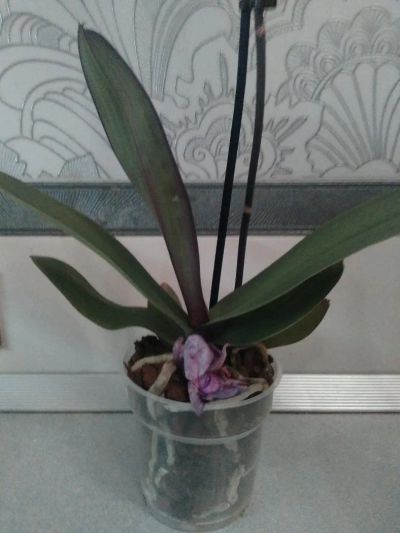 Лот: 9270555. Фото: 1. Орхидея фаленопсис F6(отцвела). Горшечные растения и комнатные цветы