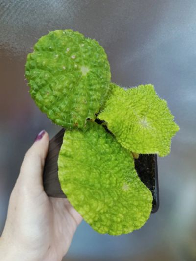 Лот: 21218202. Фото: 1. Бегония microsperma. Горшечные растения и комнатные цветы