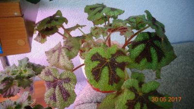 Лот: 9758170. Фото: 1. Бегония Мэсона (Begonia masoniana... Горшечные растения и комнатные цветы