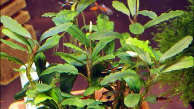 Лот: 18391455. Фото: 1. Буцефаландра Bucephalandra sp... Водные растения