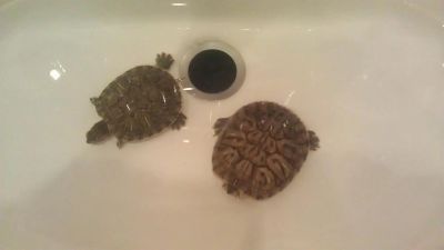Лот: 3473901. Фото: 1. парочка красноухих черепашек. Остальные животные