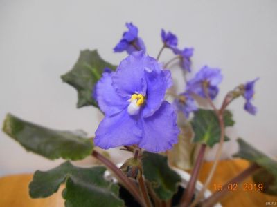 Лот: 13231894. Фото: 1. Фиалка голубая. Горшечные растения и комнатные цветы