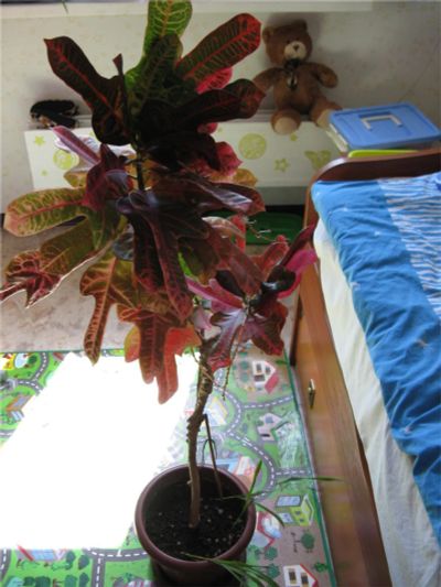 Лот: 9625411. Фото: 1. Цветок комнатный Кротон. Горшечные растения и комнатные цветы