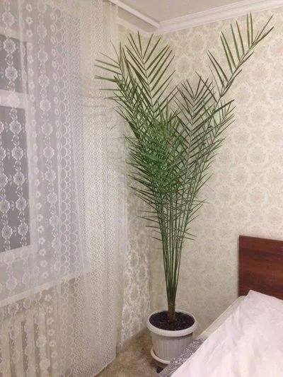 Лот: 7940997. Фото: 1. Финиковая пальма, 2,7 метра. Горшечные растения и комнатные цветы