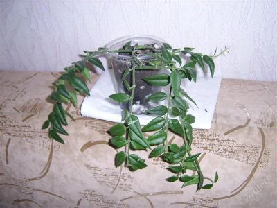 Лот: 893281. Фото: 1. хойя белла. Горшечные растения и комнатные цветы