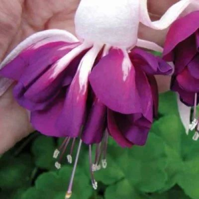 Лот: 11158715. Фото: 1. Фуксия Marbeller Double White... Горшечные растения и комнатные цветы