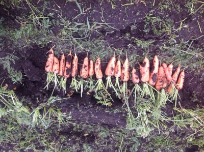 Лот: 12127591. Фото: 1. Морковь сорт Кукуруш. Овощи, фрукты, зелень