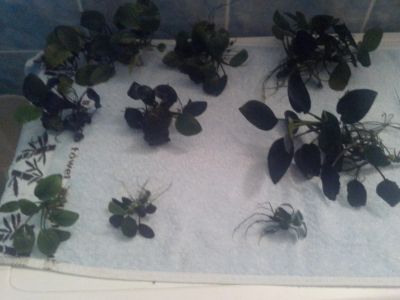 Лот: 4075520. Фото: 1. кусты Анубиаса 9 шт. Водные растения
