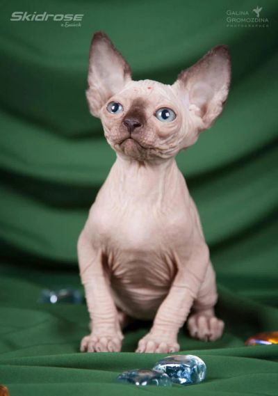 Лот: 6056657. Фото: 1. Срочно малыши Канадского сфинкса... Кошки, котята