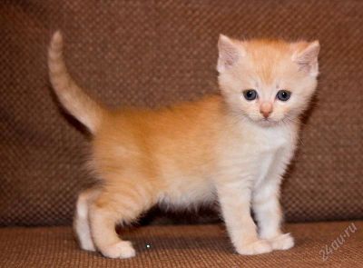 Лот: 2369631. Фото: 1. Красивые котята!. Кошки, котята