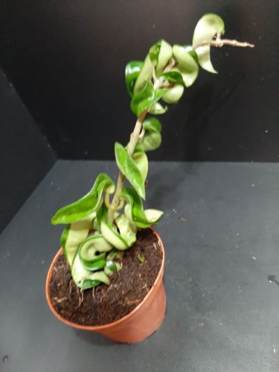Лот: 18267428. Фото: 1. Хойя__Hoya compacta. Горшечные растения и комнатные цветы