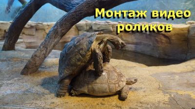 Лот: 15427805. Фото: 1. Видеомонтаж. Другие (организация праздников, развлечения, съемка)