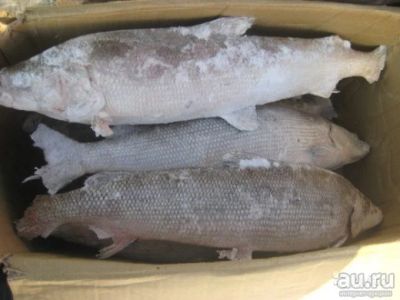 Лот: 13266151. Фото: 1. муксун с/м. Икра, рыба, морепродукты