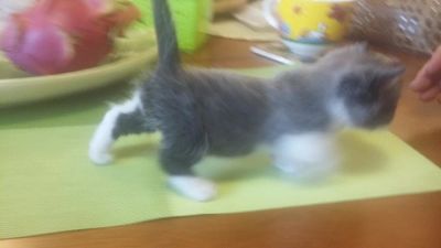 Лот: 9490585. Фото: 1. котенок манчкин, кошка такса. Кошки, котята