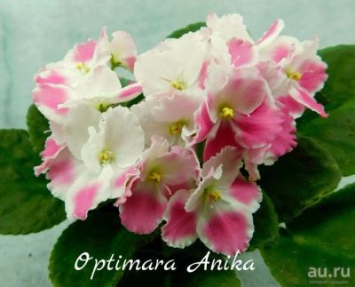 Лот: 8467877. Фото: 1. Продам детку фиалки Optimara Anika. Горшечные растения и комнатные цветы