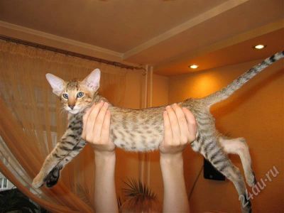 Лот: 366439. Фото: 1. Котенок ориентальчик. Остальные животные