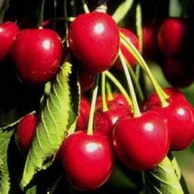 Лот: 10062738. Фото: 1. Куплю вишню на ножке. Ягоды, орехи